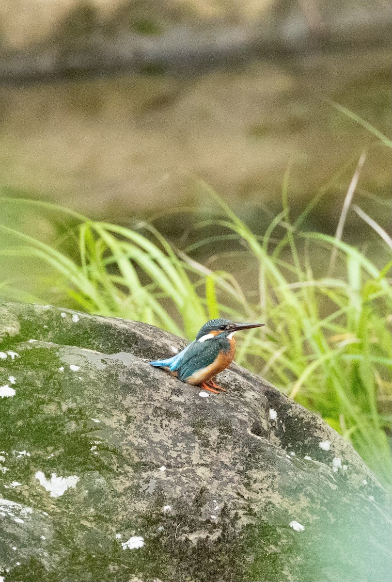 Martin-pêcheur d'Europe - ML618488020