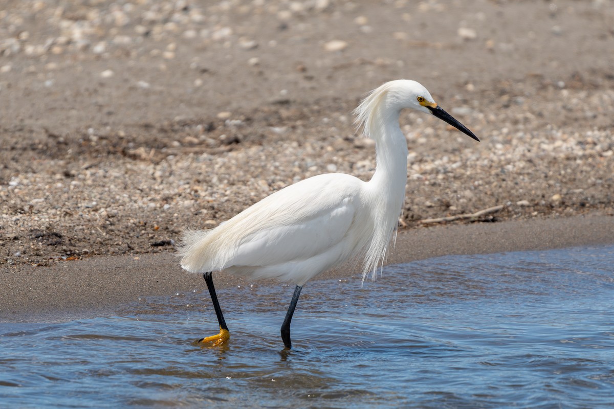 Snowy Egret - ML618488026