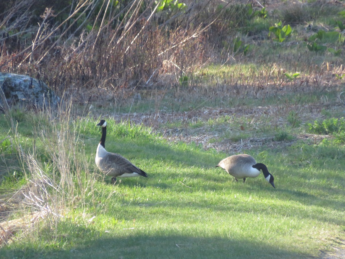 Canada Goose - ML618488032