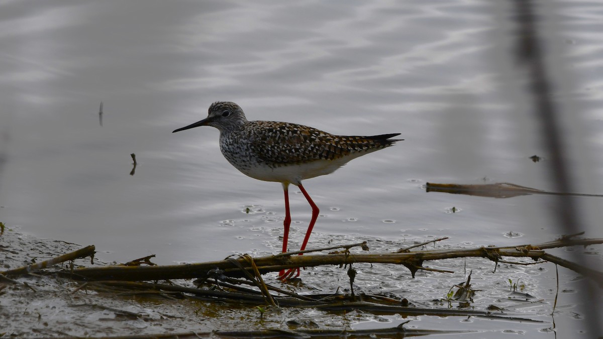 Lesser Yellowlegs - Bob Baker