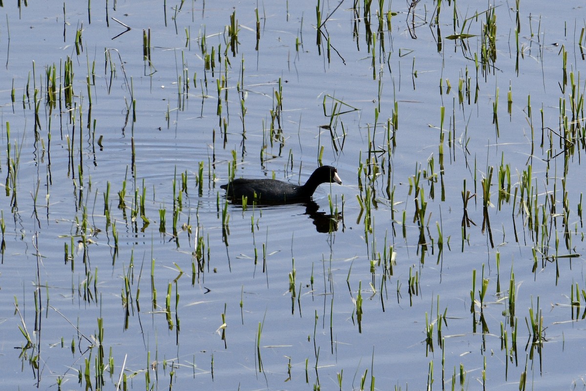 American Coot - ML618488058