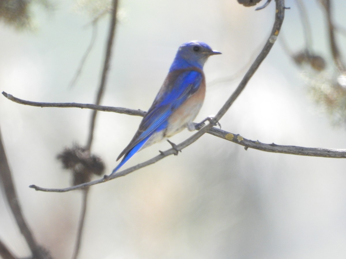 Western Bluebird - ML618488060