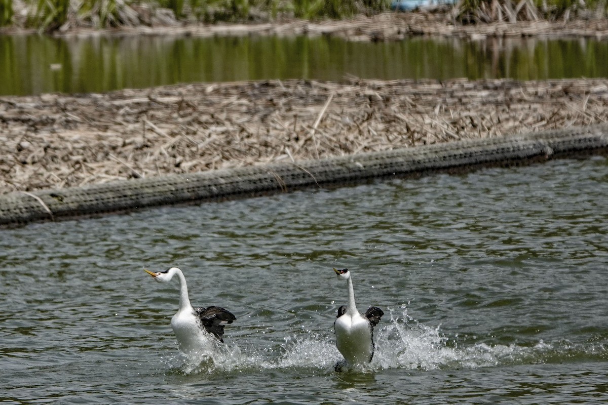 Western/Clark's Grebe - Susan Harrison