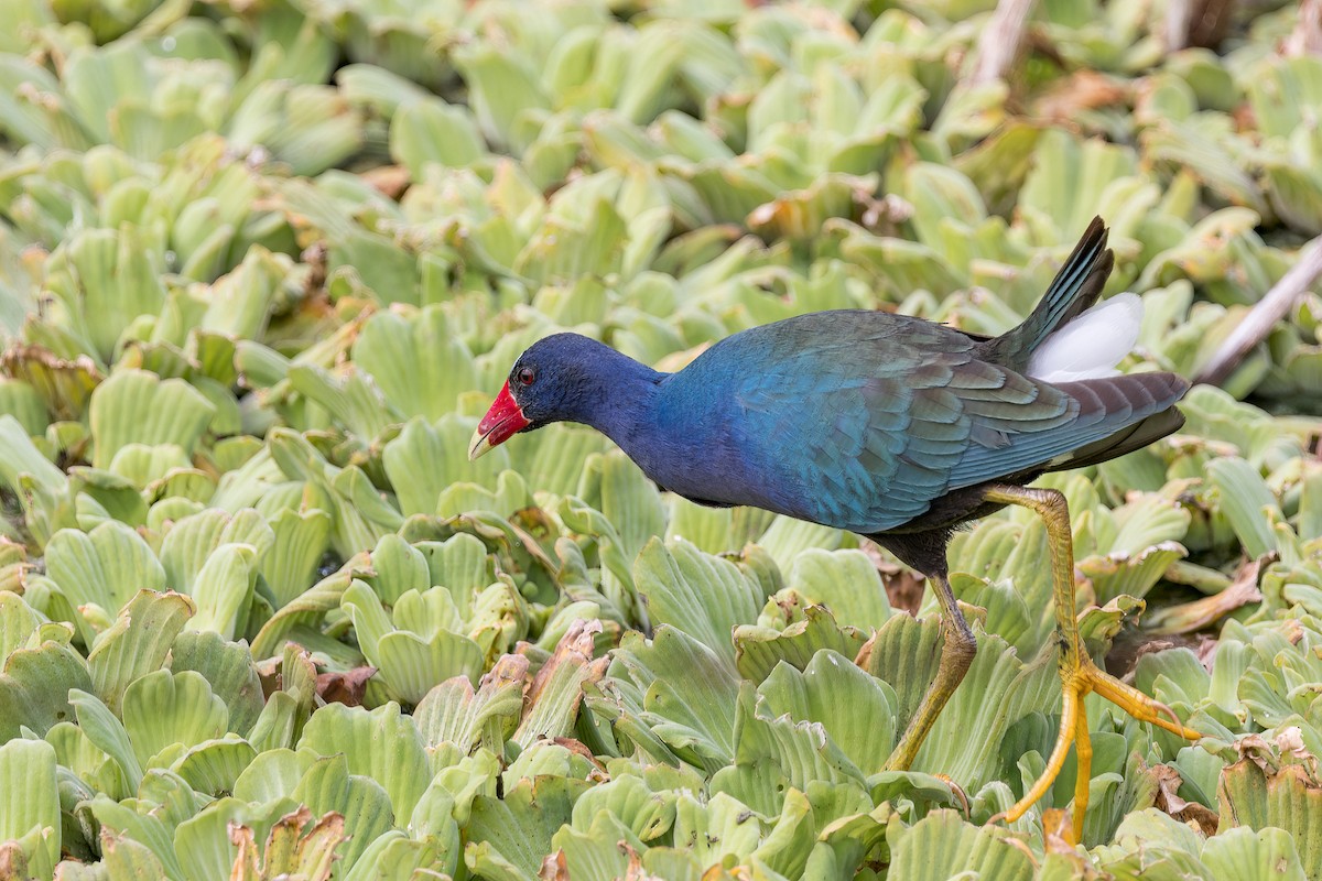 Purple Gallinule - ML618488094