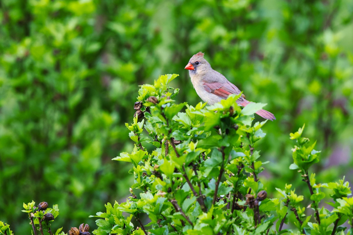 Northern Cardinal - ML618488126