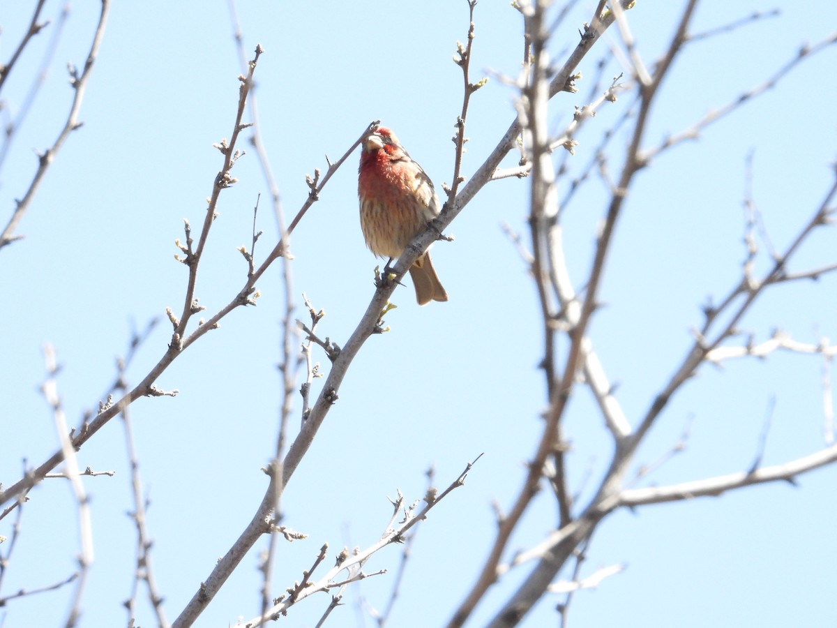 House Finch - ML618488181