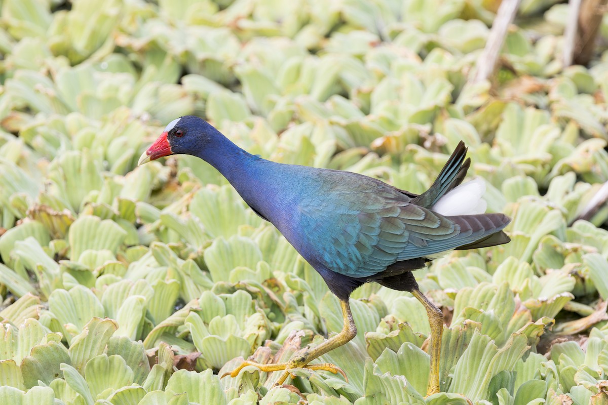 Purple Gallinule - Per Smith