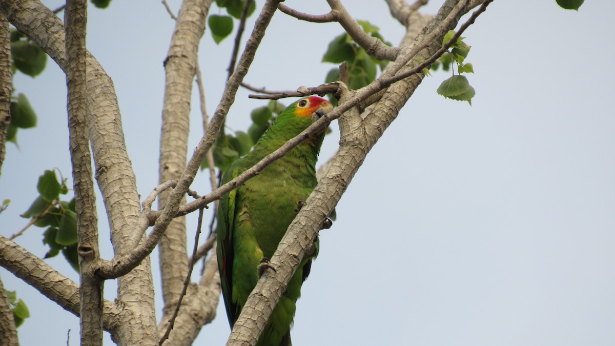 Red-lored Parrot - ML618488220