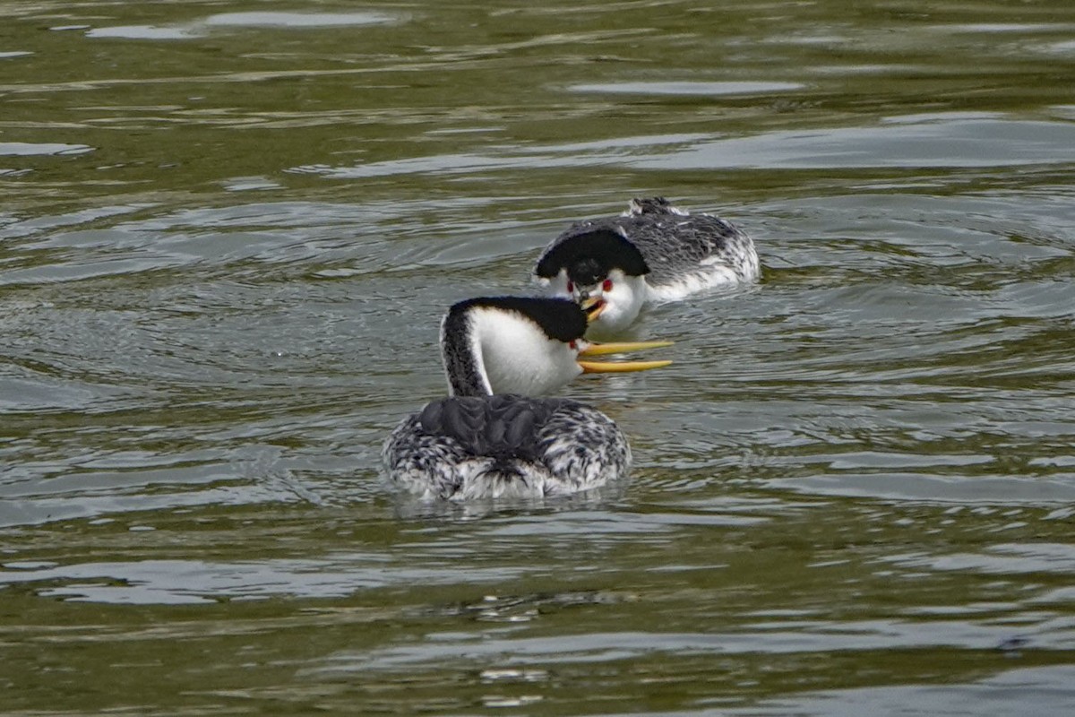 Western/Clark's Grebe - Susan Harrison