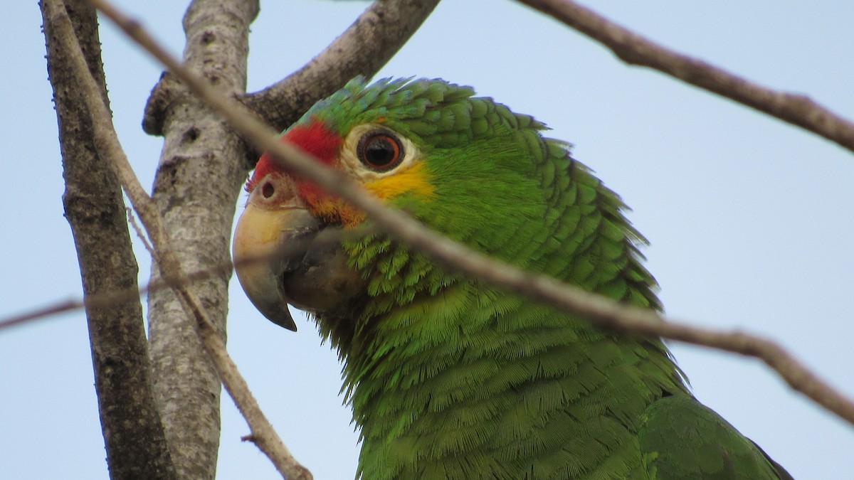 Red-lored Parrot - ML618488241