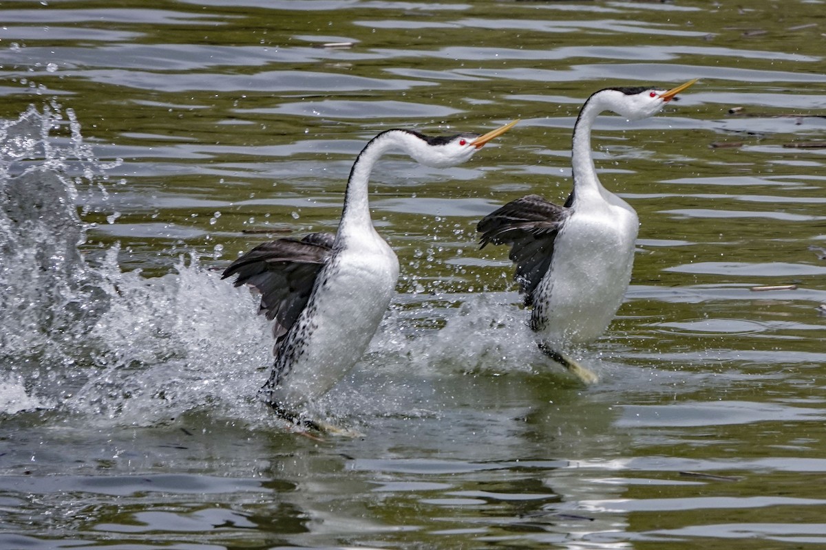 Western/Clark's Grebe - ML618488244