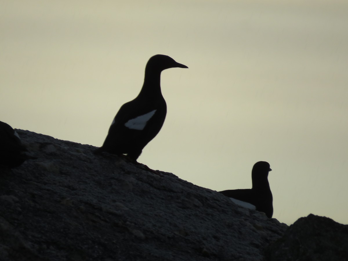 Black Guillemot - ML618488252