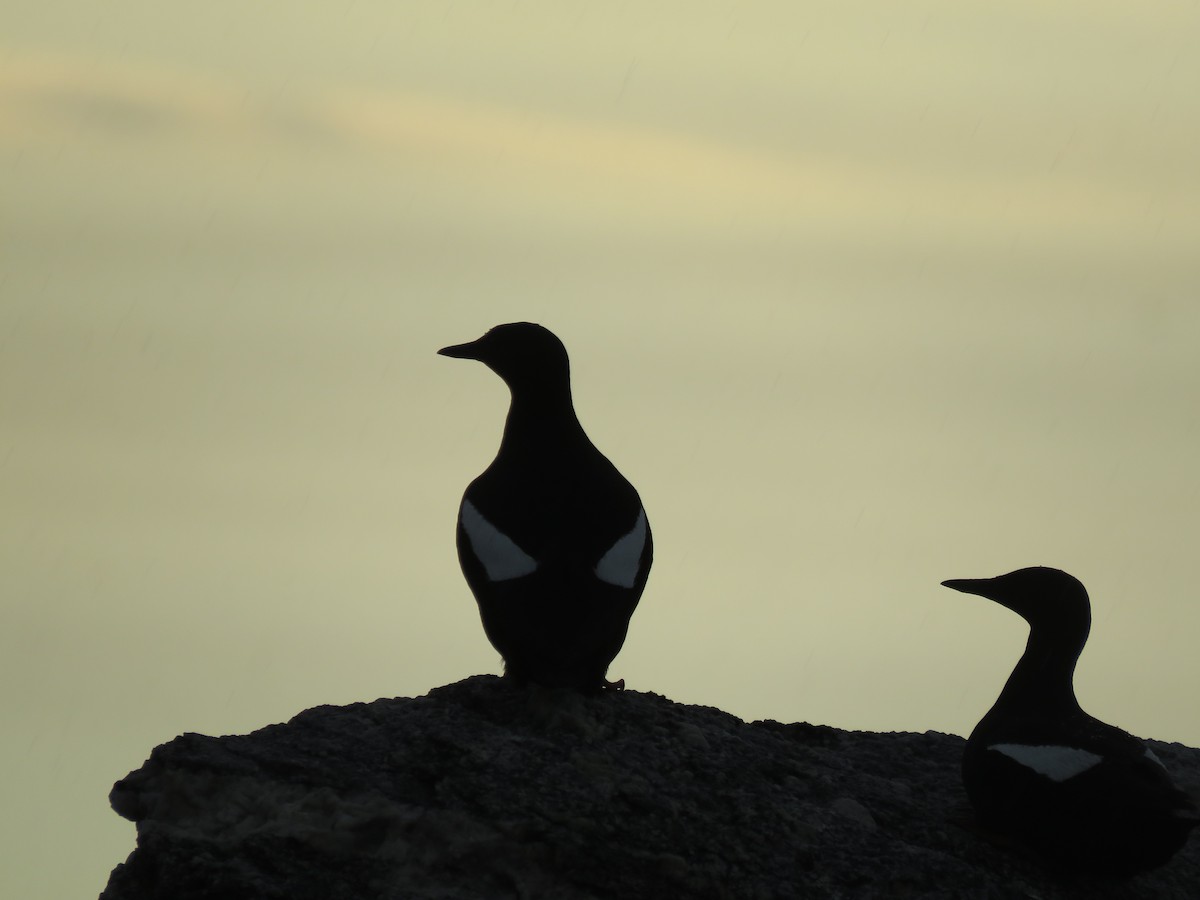 Black Guillemot - Curtis Mahon