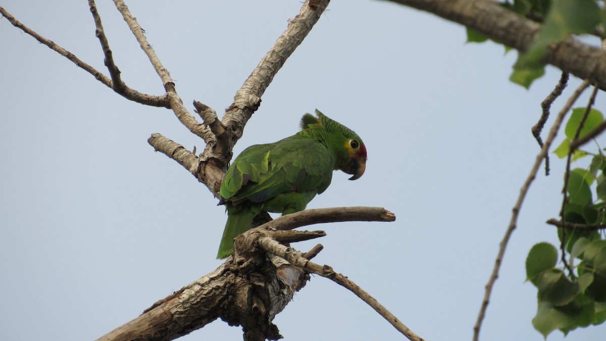 Red-lored Parrot - ML618488257