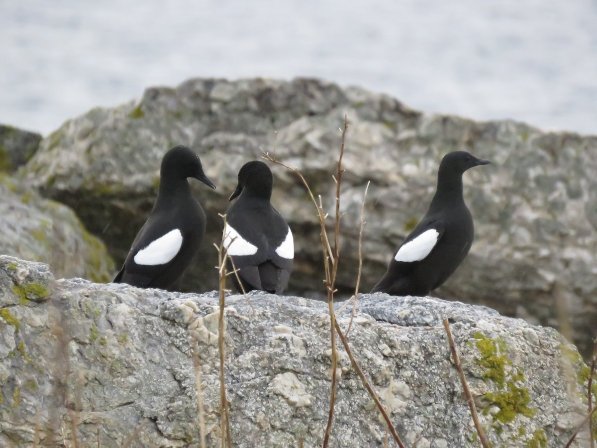 Black Guillemot - ML618488258