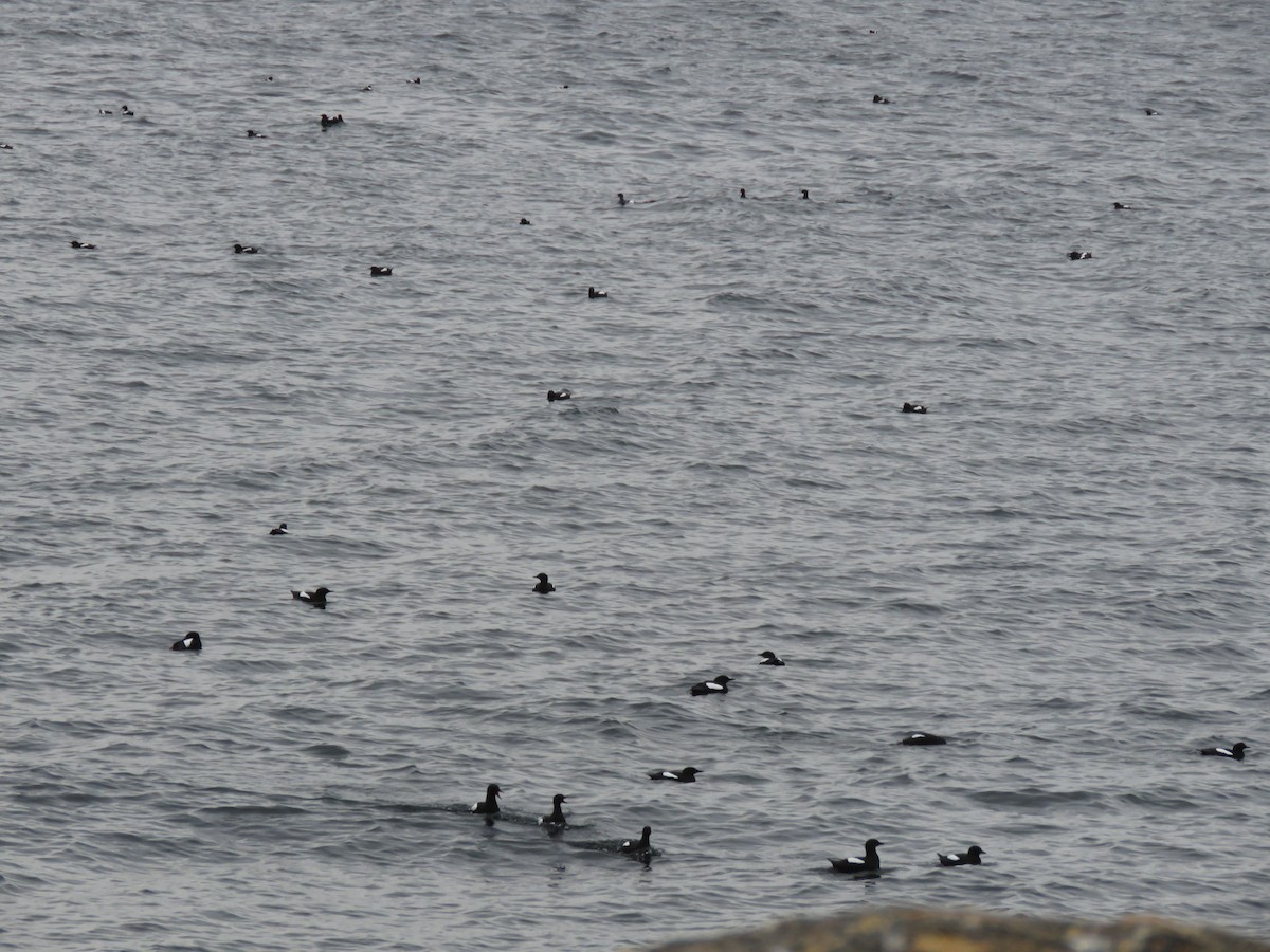 Black Guillemot - ML618488260