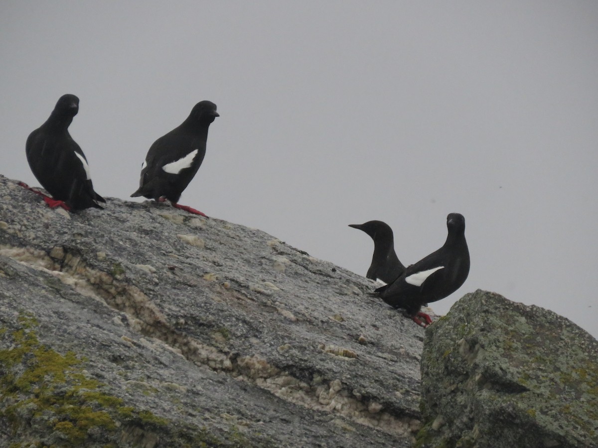 Black Guillemot - ML618488265