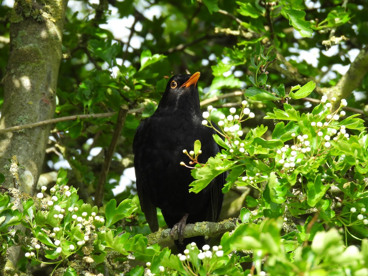 Eurasian Blackbird - George Watola