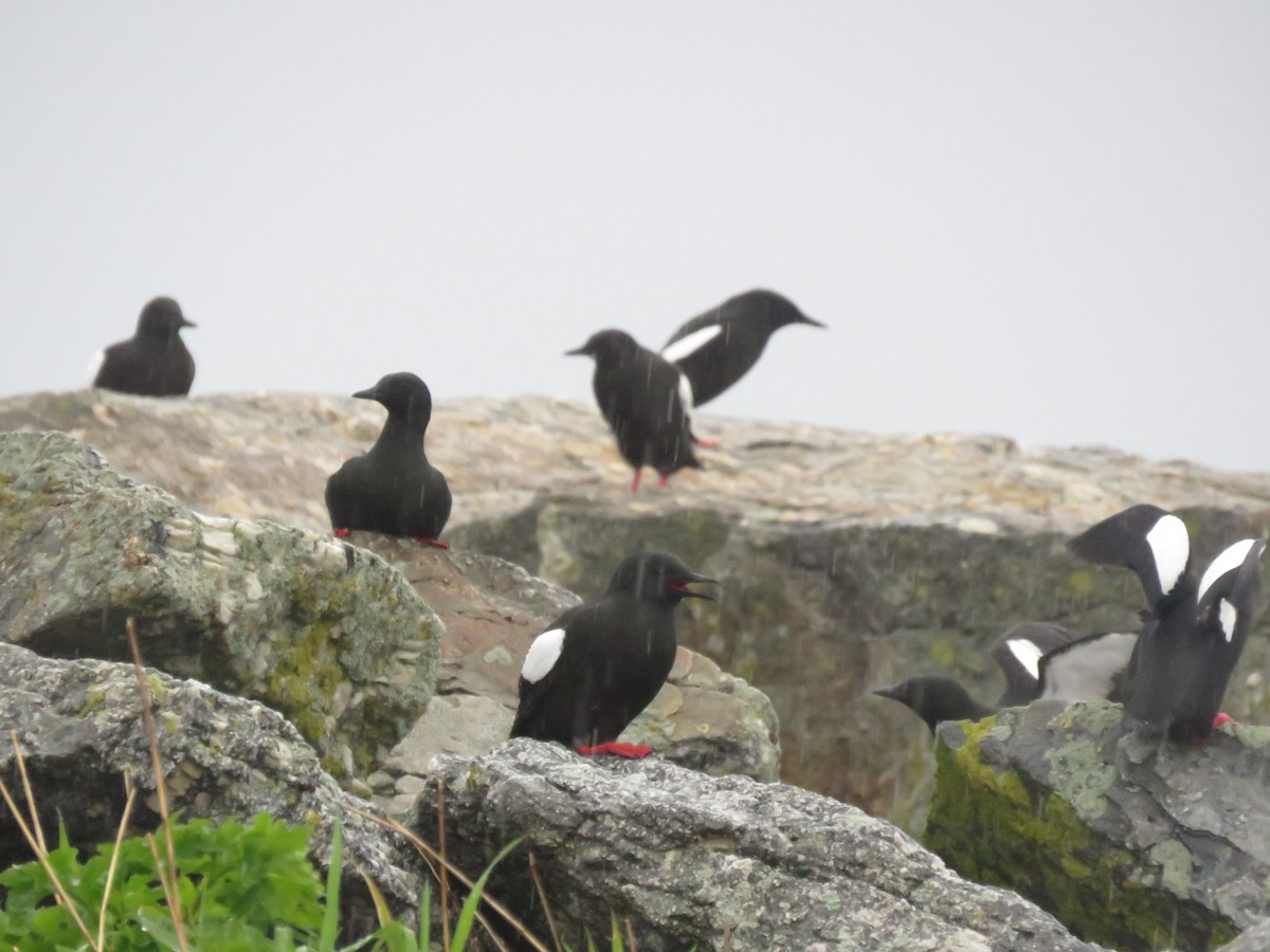 Black Guillemot - Curtis Mahon