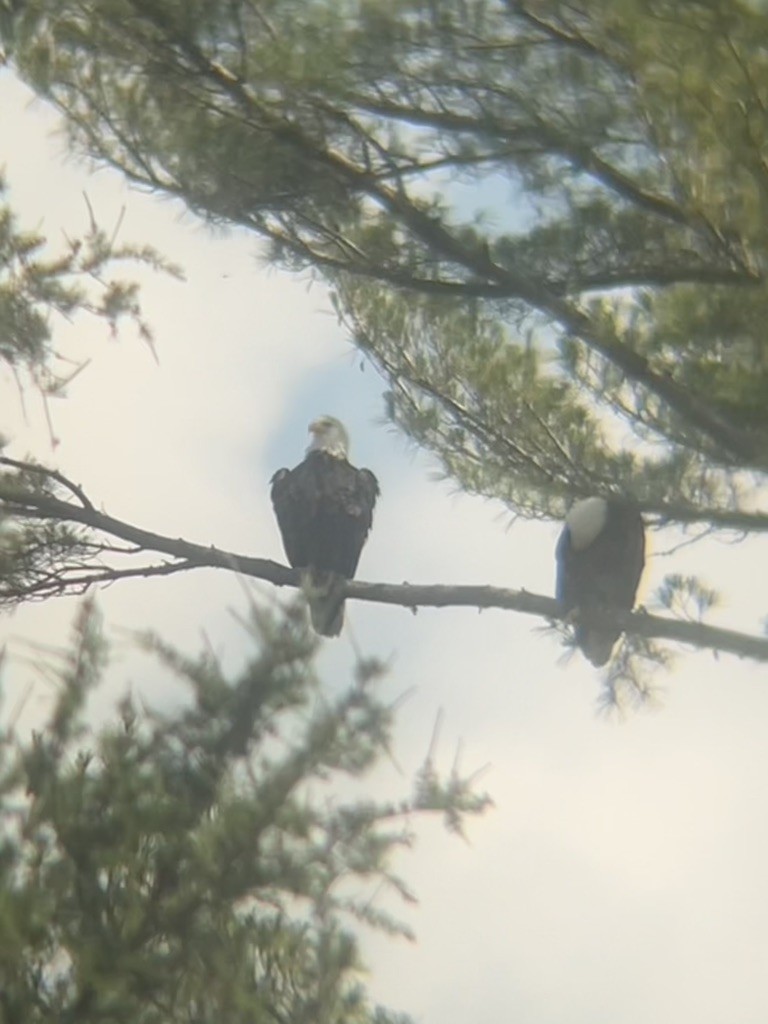 Bald Eagle - ML618488277