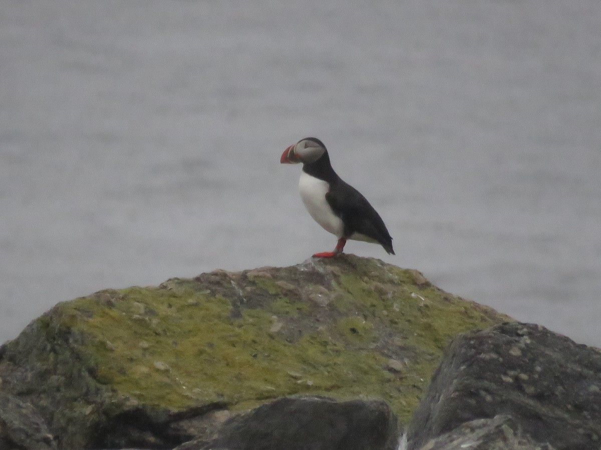 Atlantic Puffin - Curtis Mahon