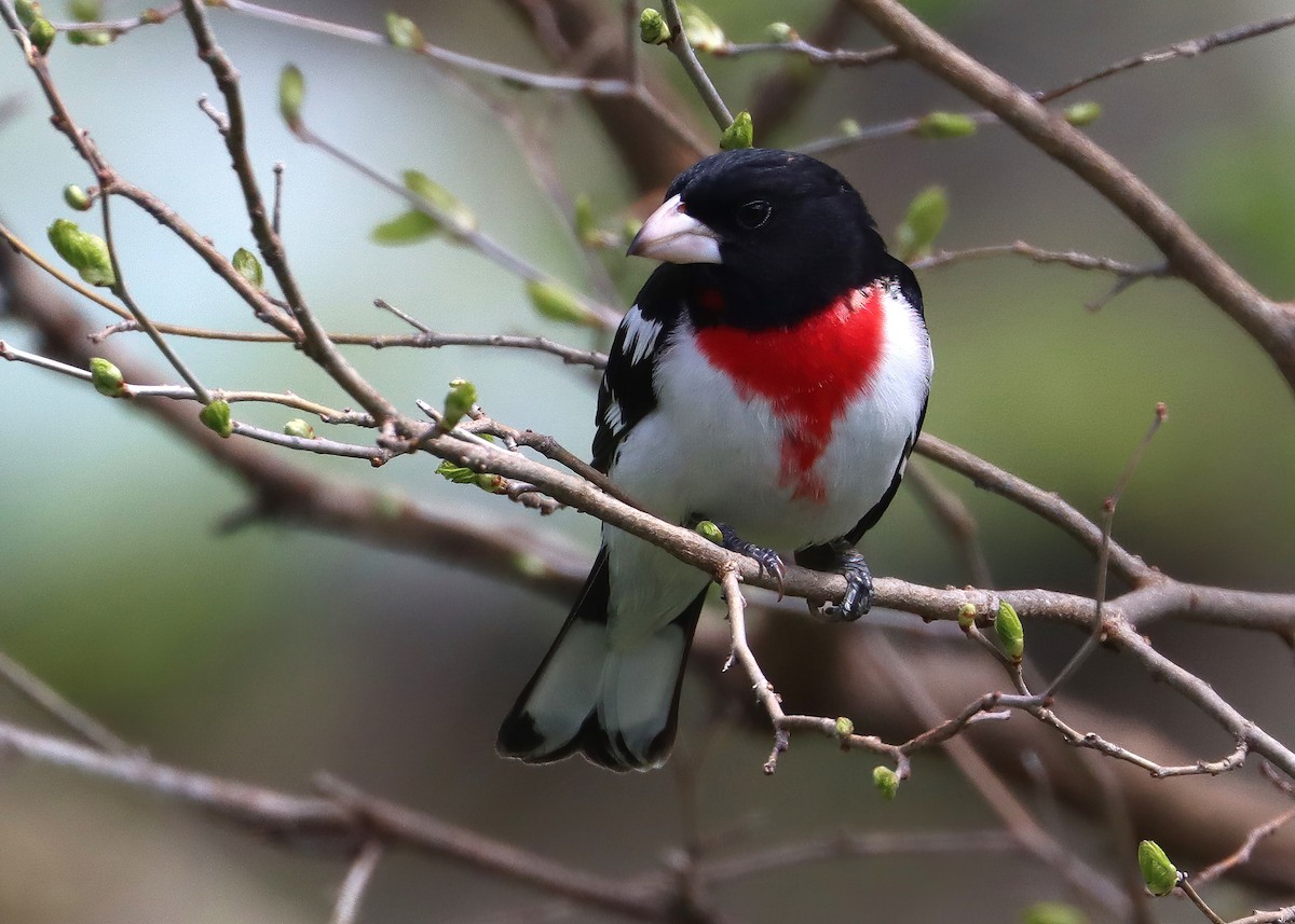 Rose-breasted Grosbeak - Gary and Jan Small