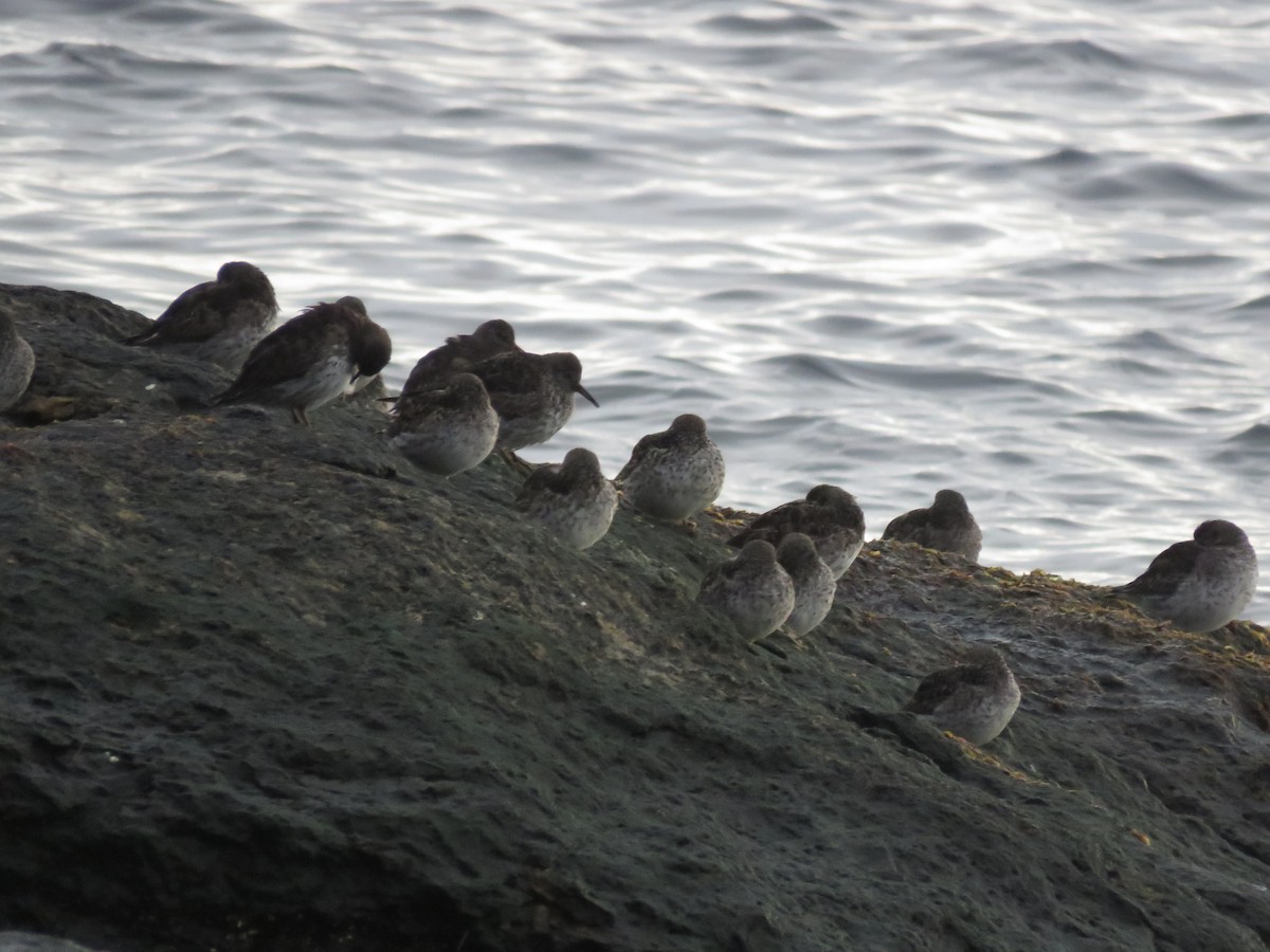 Purple Sandpiper - Curtis Mahon