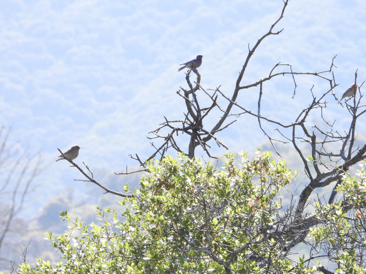 Western Bluebird - ML618488297