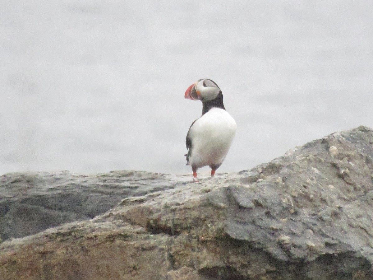 Atlantic Puffin - ML618488299