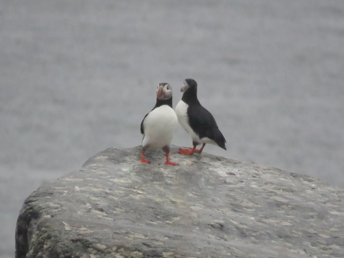 Atlantic Puffin - Curtis Mahon