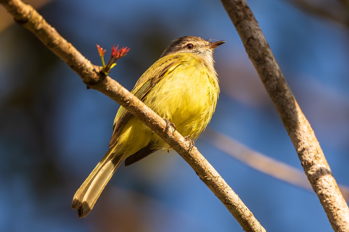 Greenish Elaenia - ML618488304