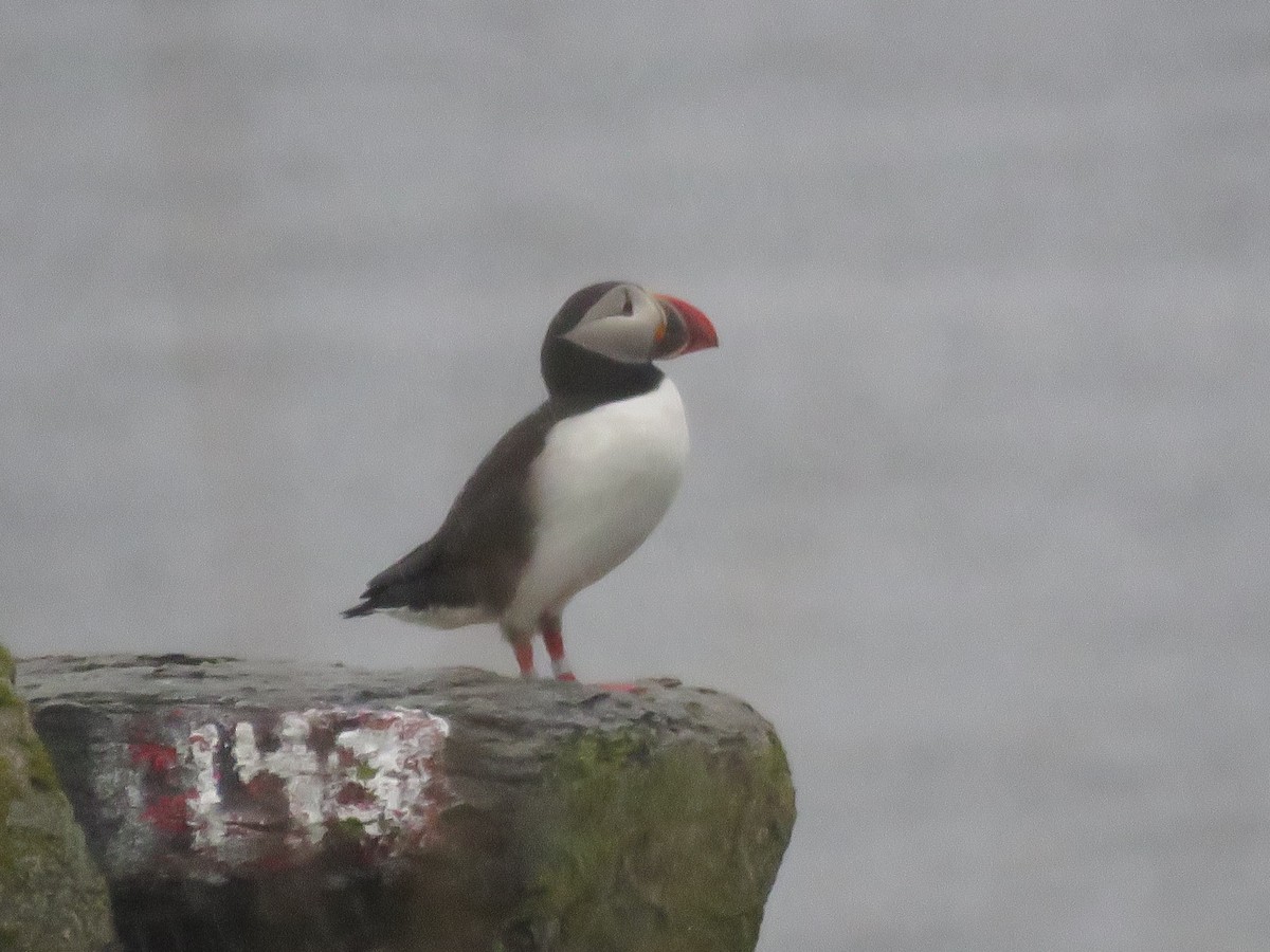 Atlantic Puffin - ML618488307