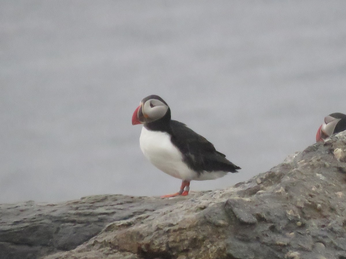 Atlantic Puffin - ML618488309