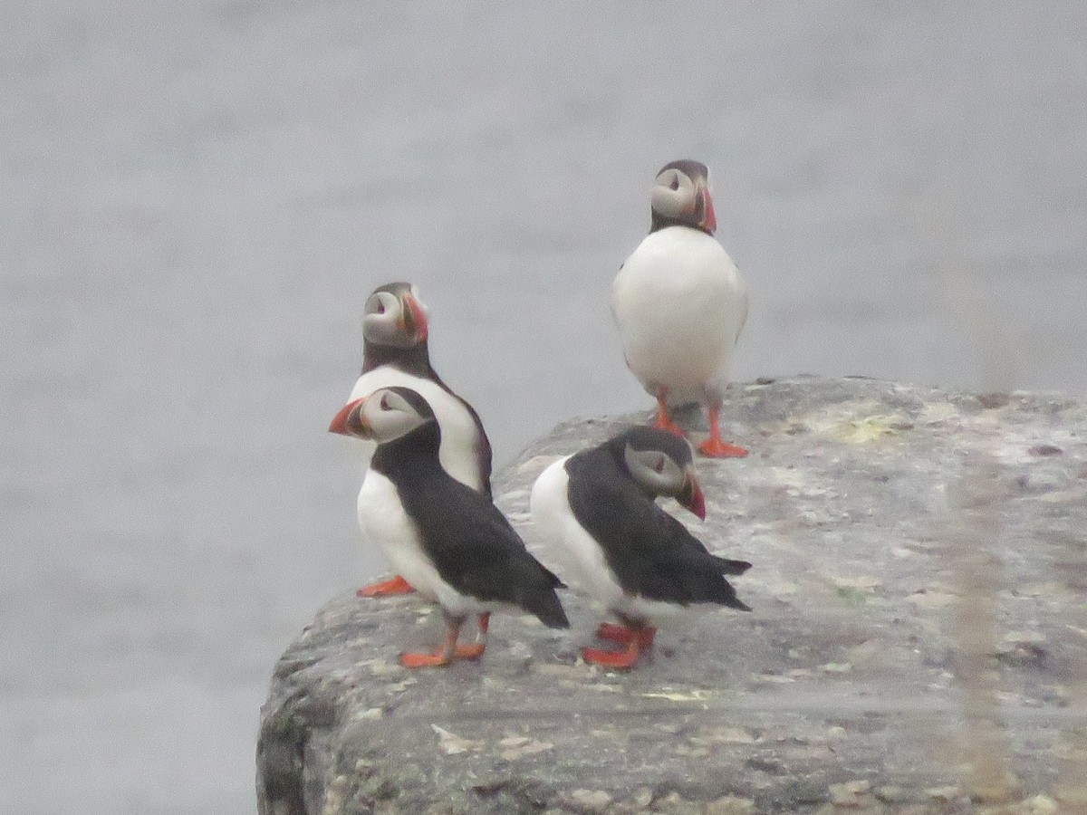 Atlantic Puffin - Curtis Mahon