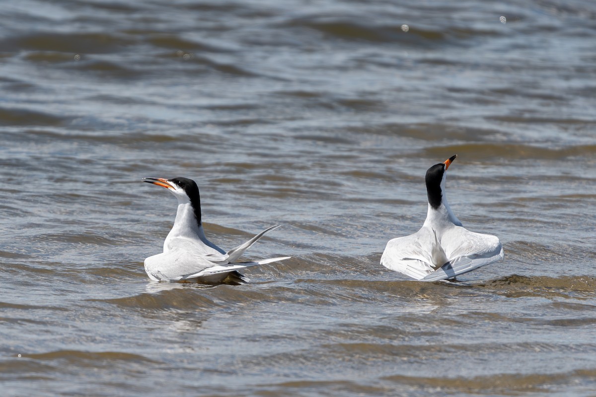 Forster's Tern - ML618488318