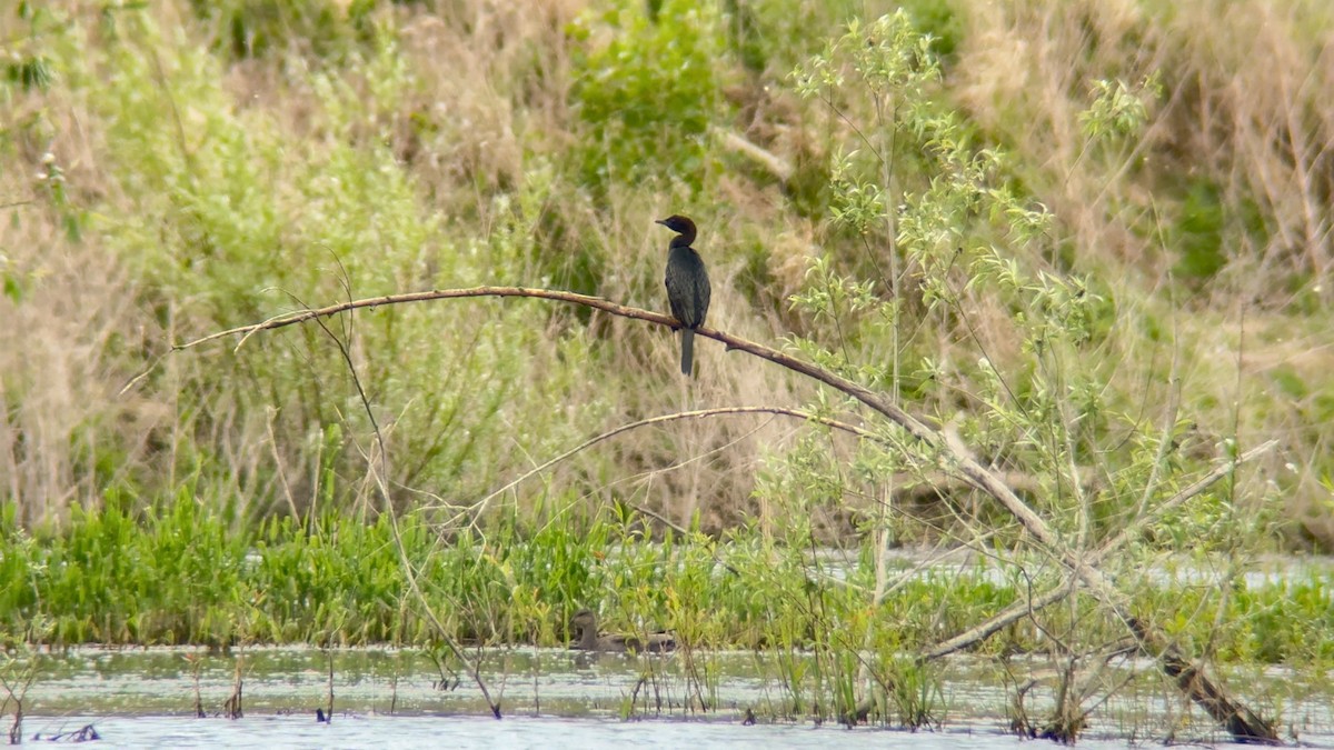 Pygmy Cormorant - Wojciech Marciniak