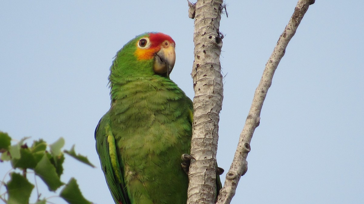 Red-lored Parrot - Gustavo González