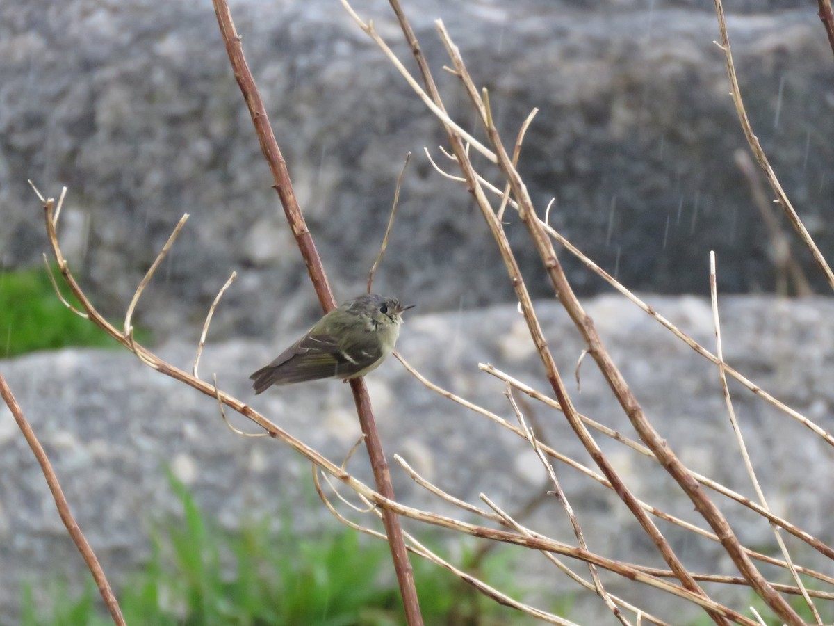 Roitelet à couronne rubis - ML618488334