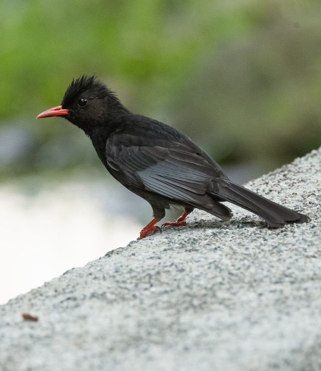 Black Bulbul - Marie Mockett