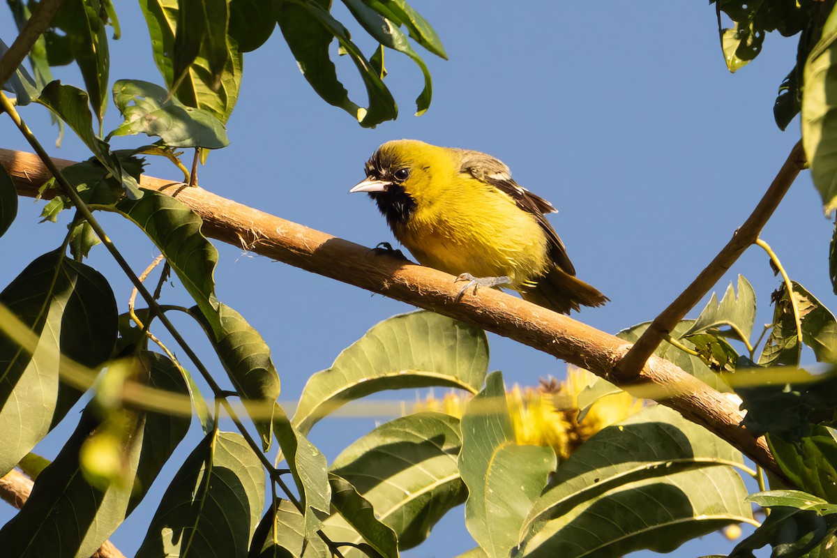 Orchard Oriole - ML618488343