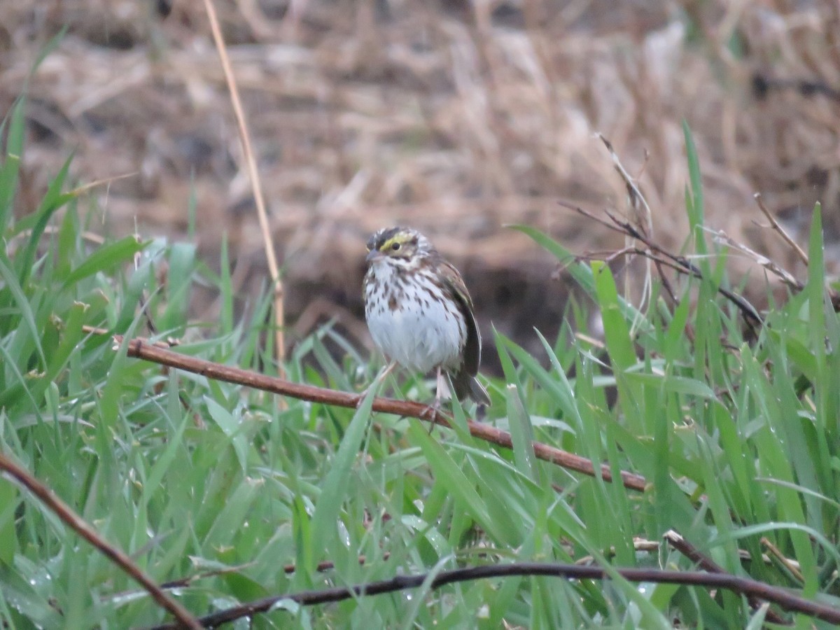 Savannah Sparrow - ML618488344