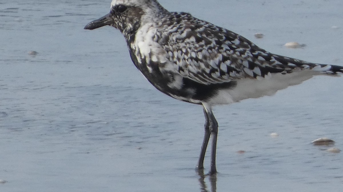 Black-bellied Plover - Lynn Hollerman