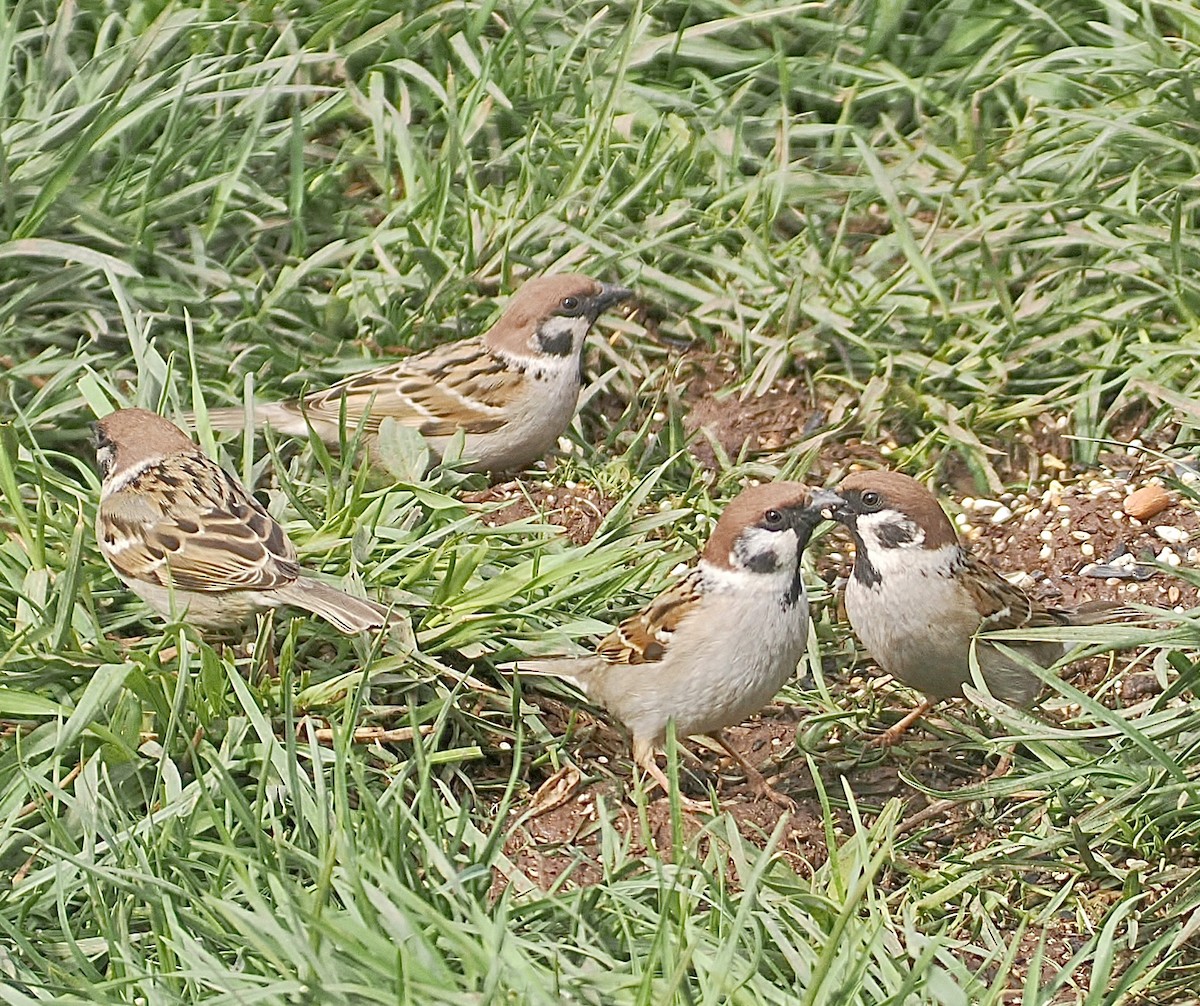 Eurasian Tree Sparrow - ML618488357