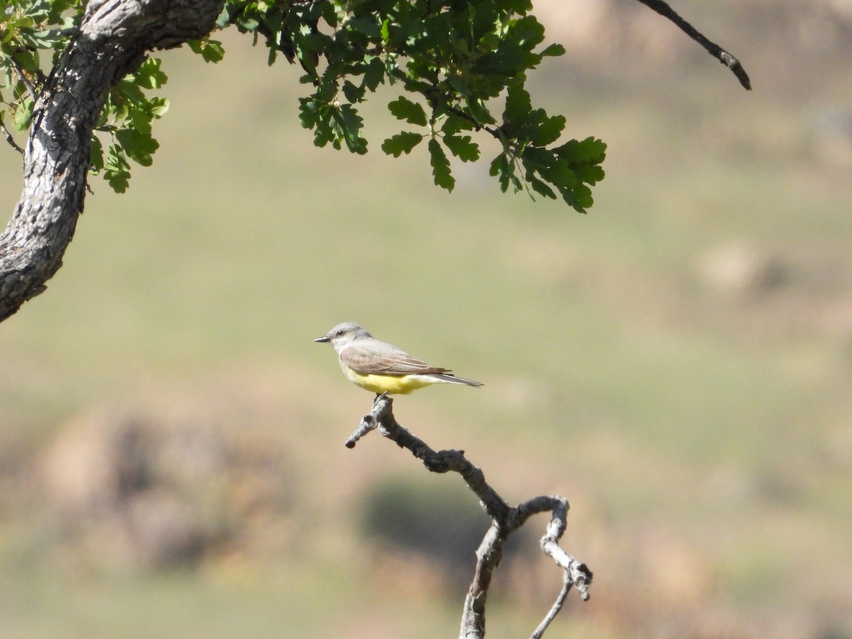 Western Kingbird - ML618488369