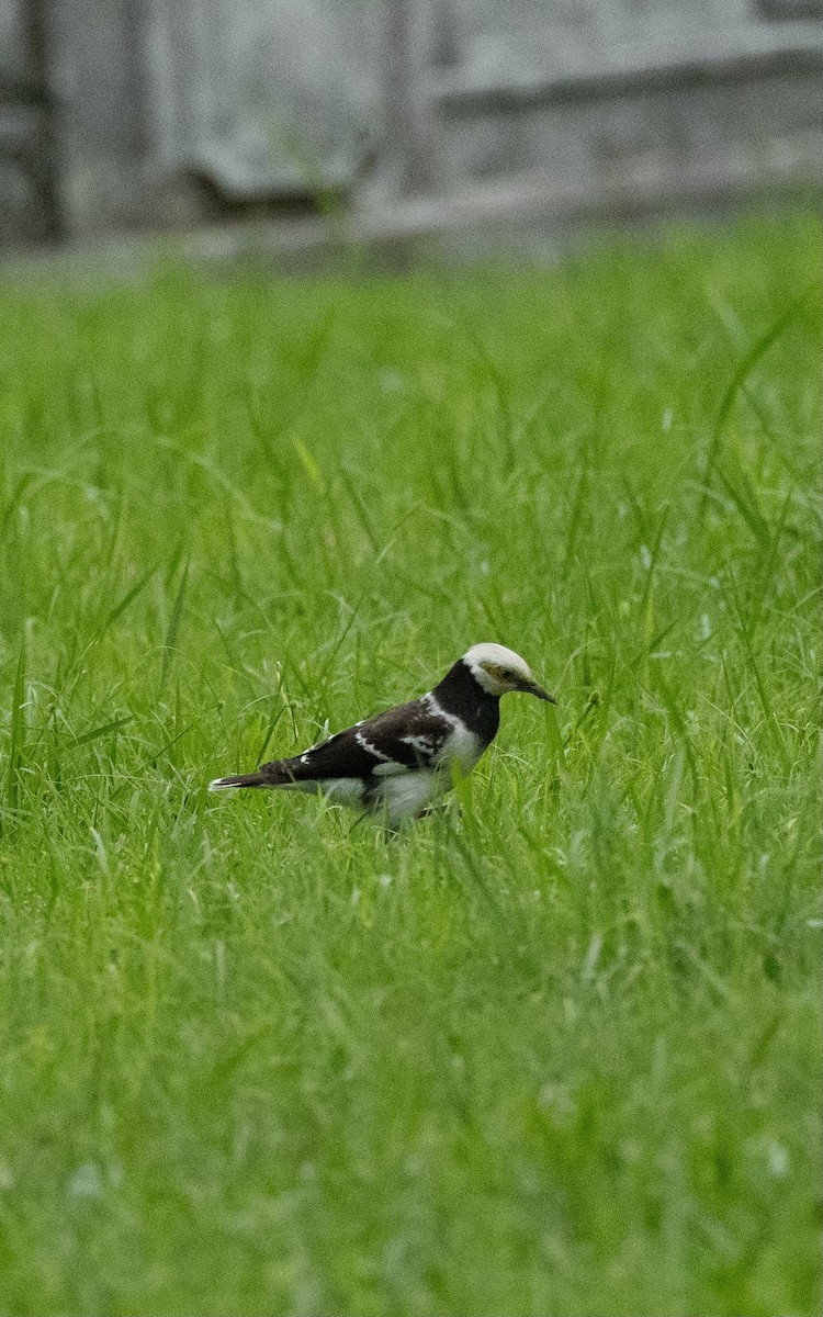 Black-collared Starling - Marie Mockett