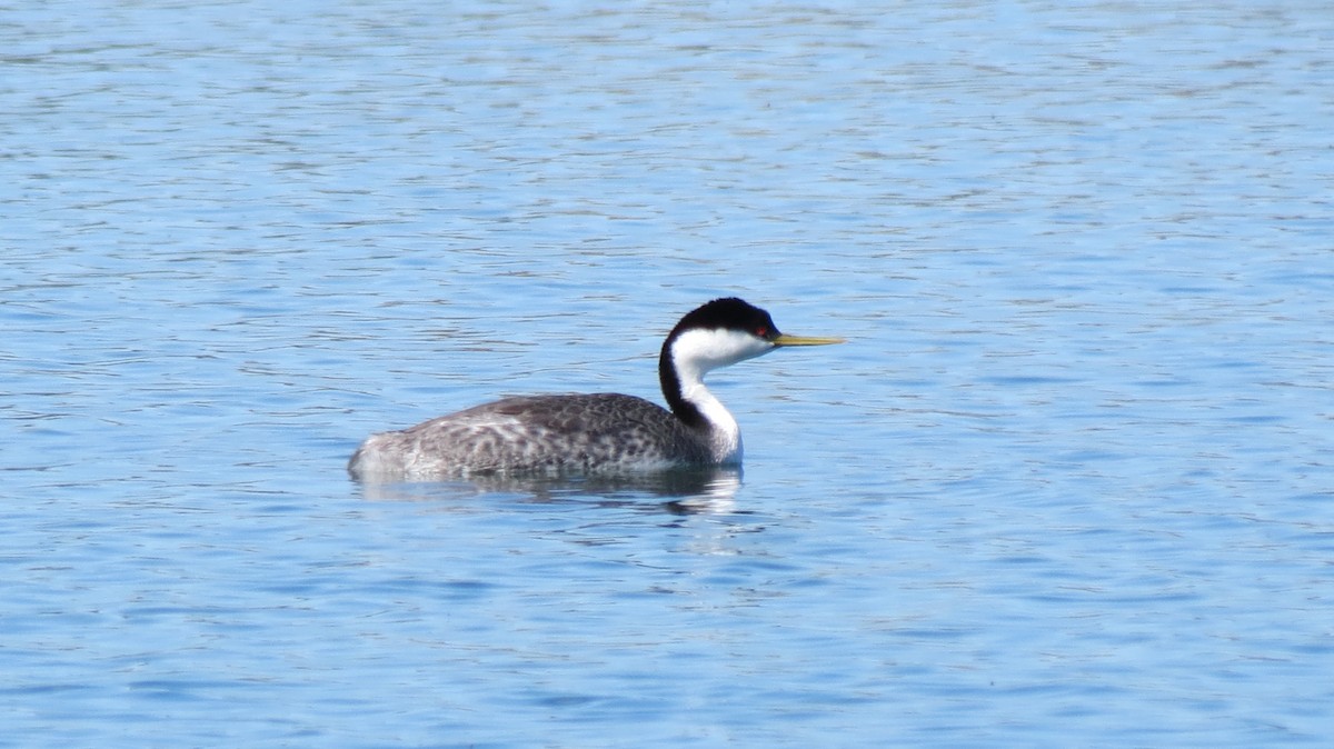 Western Grebe - ML618488372