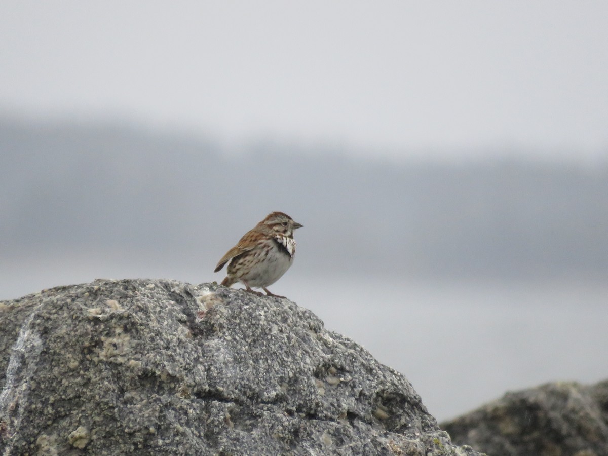 Song Sparrow - ML618488373