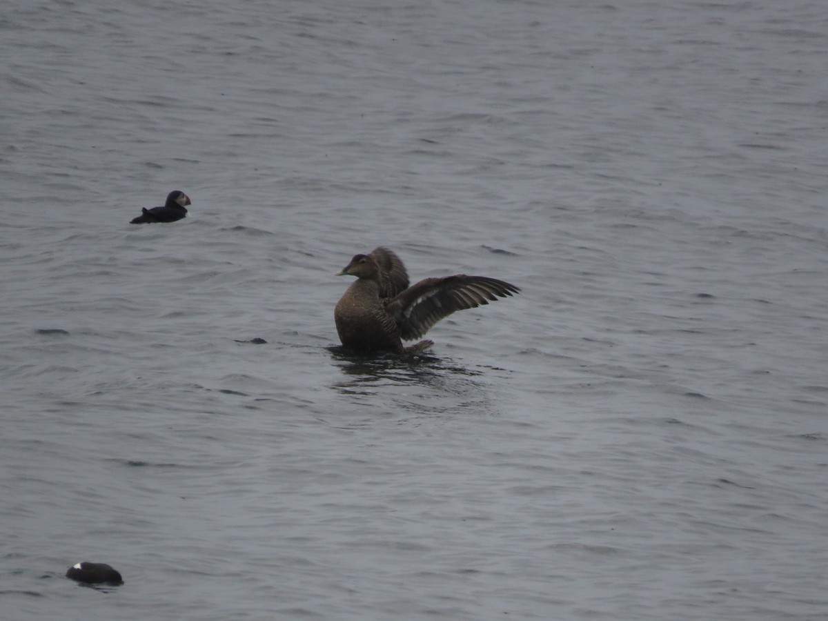 Common Eider - ML618488387