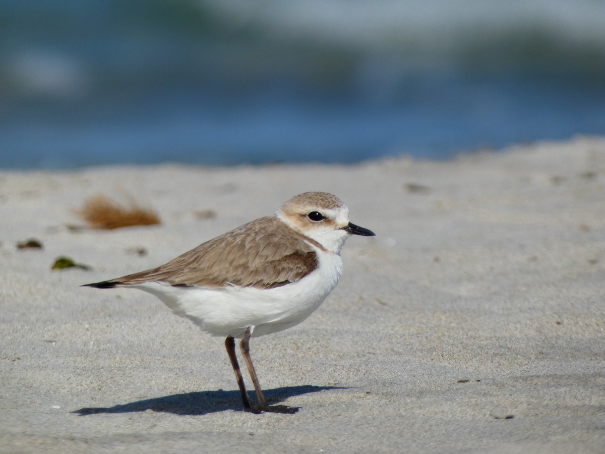 Kentish Plover (Kentish) - ML618488403