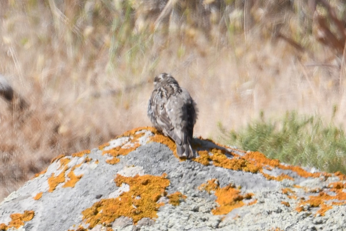 Rock Sparrow - ML618488408